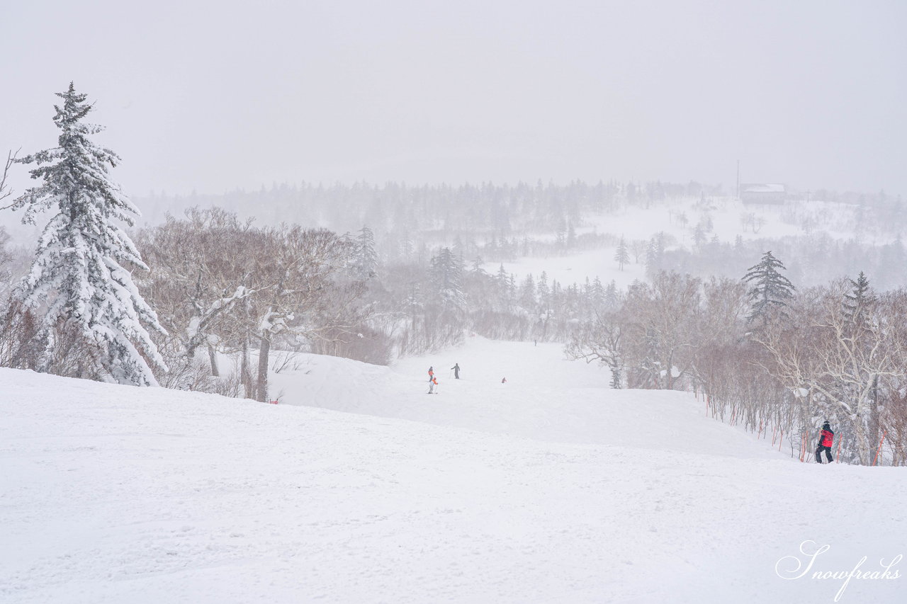 札幌国際スキー場　街は雨でも、山は雪！広々ゲレンデに思う存分シュプールを描こう(^^)/